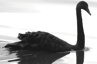 Black Swan Black Swans Covid19 coronavirus