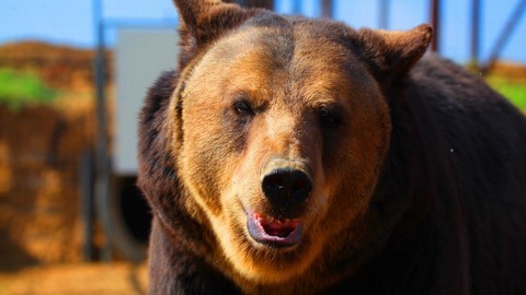 Bear Market Coronavirus